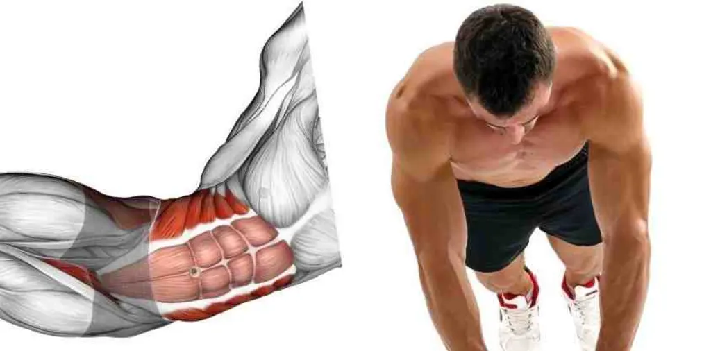 Pourquoi mes muscles ne se dessinent pas ?